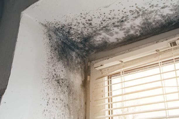 Affordable Black Mold Remediation solutions in Cooksville, MD