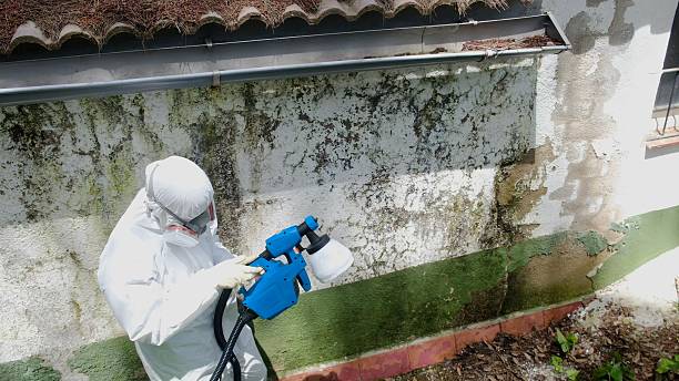 Top rated local Black Mold Remediation specialists in Cooksville, MD